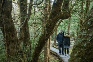 Da Launceston: tour di un giorno ai murales di Sheffield e al Cradle Mountain