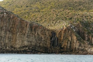 Fra Port Arthur: Tasman Island Wilderness Cruise