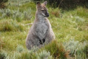 Tasmania: 5-Day Highlights Tour with Cradle Mountain