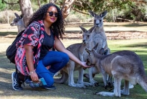 Hobart: 2-dagars resa till Bruny Island och Port Arthur med djävlar