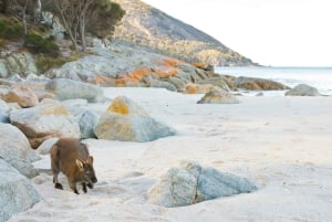 Hobart: A Day At Wineglass Bay