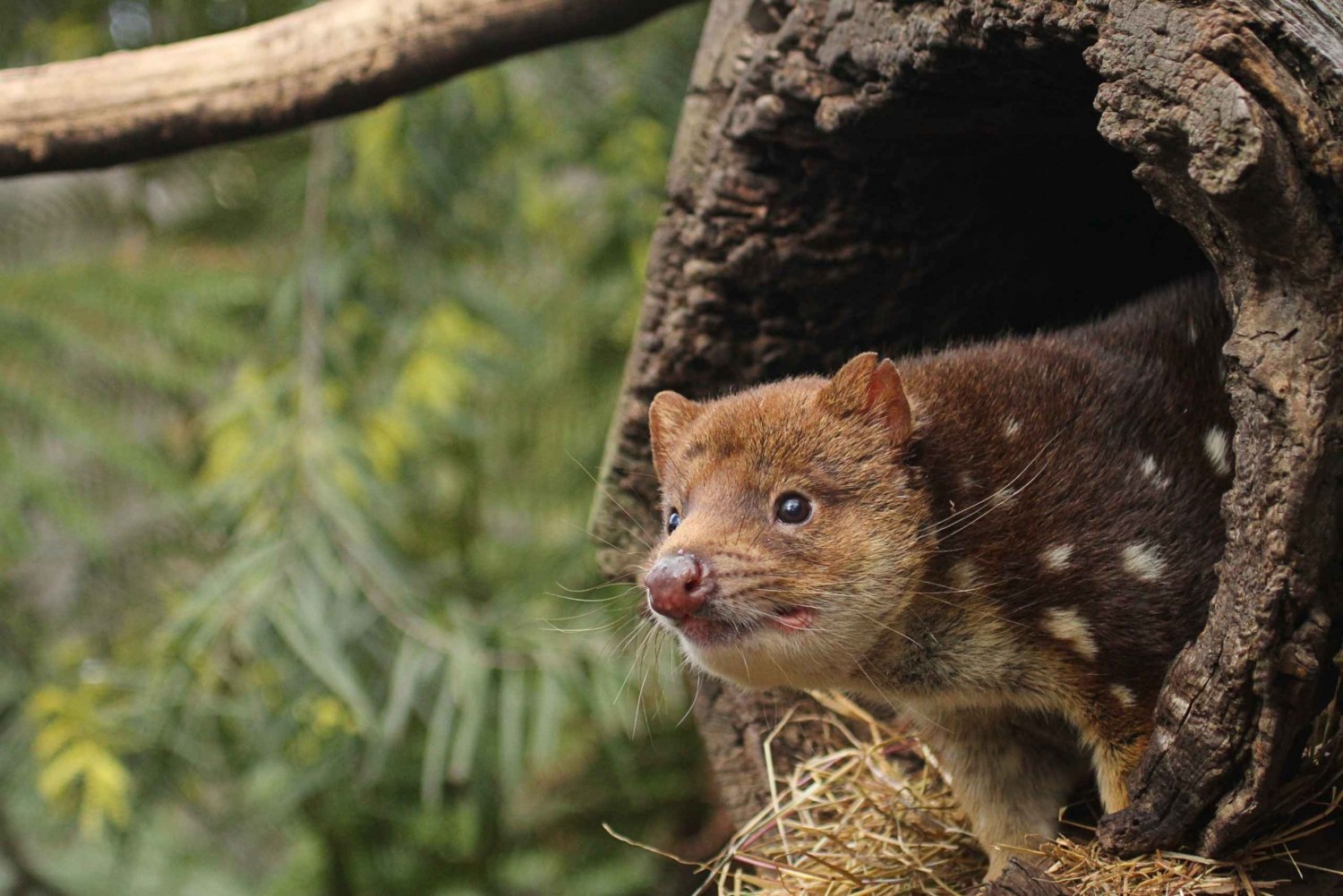 Hobart: Admission Ticket to Bonorong Wildlife Sanctuary