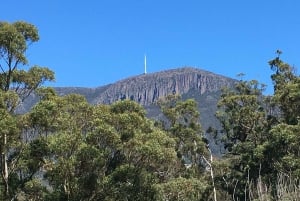 Da Hobart: Tour in bicicletta del Monte Wellington e della foresta pluviale