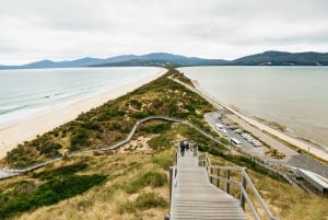 Hobart: Przygoda na wyspie Bruny z lunchem i wycieczką do latarni morskiej