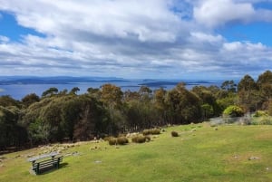 Hobart, brousse et plage (visite en petit groupe de 2 heures)