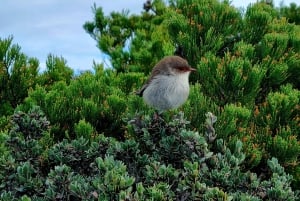 Hobart: Cape Hauy -vaellus, aktiivinen seikkailu