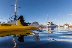 Hobart City 2.5-Hour Kayak Tour