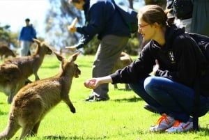 Hobart: Full-Day Bonorong Wildlife Sanctuary & Richmond Tour