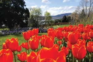 Hobart: Heldagstur til Bonorong Wildlife Sanctuary og Richmond