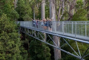 Hobart : Visite d'une jounée à Tahune Airwalk & Hastings Caves Active Tour