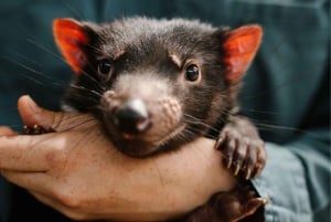 Hobart: Port Arthur, Bruny, Hastings e Tahune — viagem de 1 dia