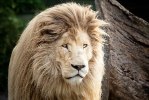Hobart: Roundtrip Shared Bus Transfer to Zoodoo Zoo