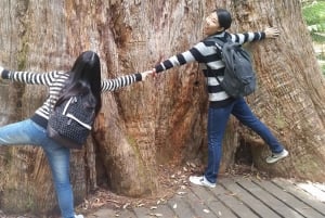 Excursión a la costa de Hobart: Parque Nacional y Fauna del Monte Field