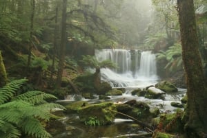 Excursión a la costa de Hobart: Parque Nacional y Fauna del Monte Field