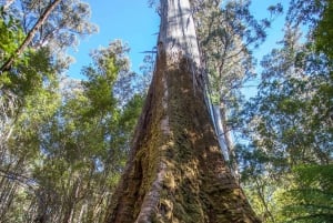 Excursión a la costa de Hobart: Parque Nacional y Fauna del Monte Field