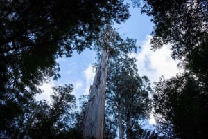 Excursión a la costa de Hobart: Parque Nacional y Fauna del Monte Field