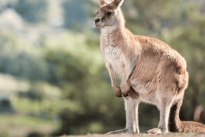 Hobart: Shore Excursion with Wildlife Sanctuary and Lunch