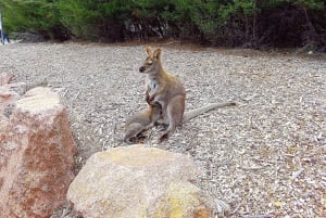 Hobart: Wineglass Bay, Freycinet Park ja Richmond Tour