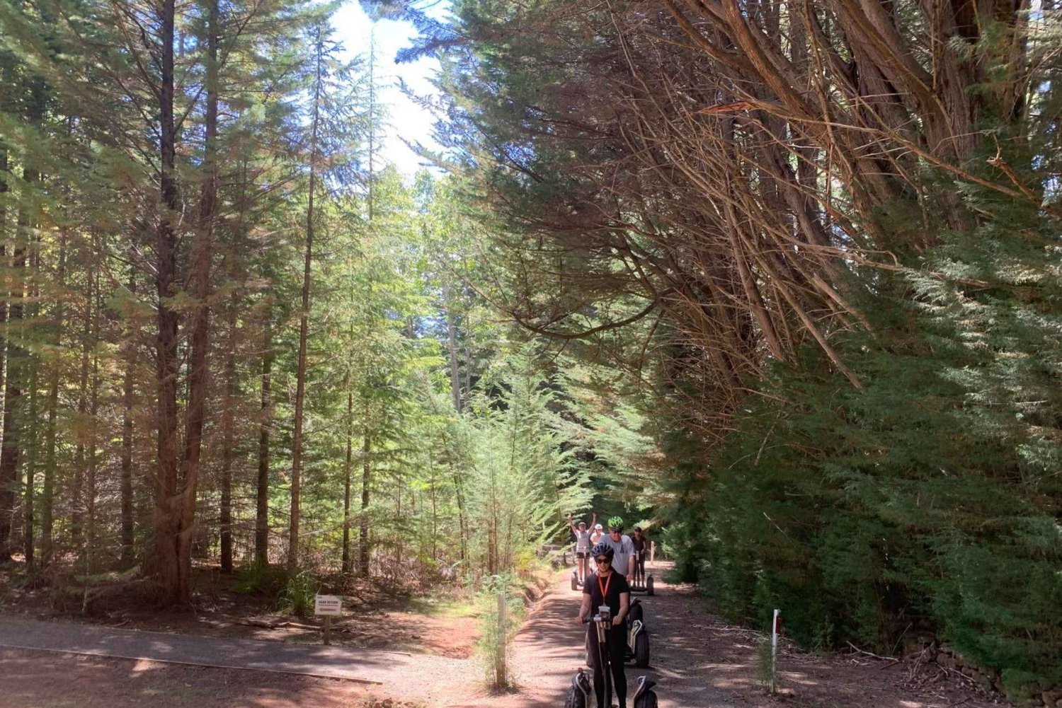 Launceston: Tour in Segway guidato nella foresta di Hollybank