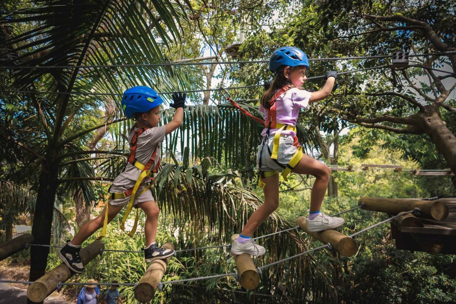 Launceston: Hollybank Junior Tree Ropes Course