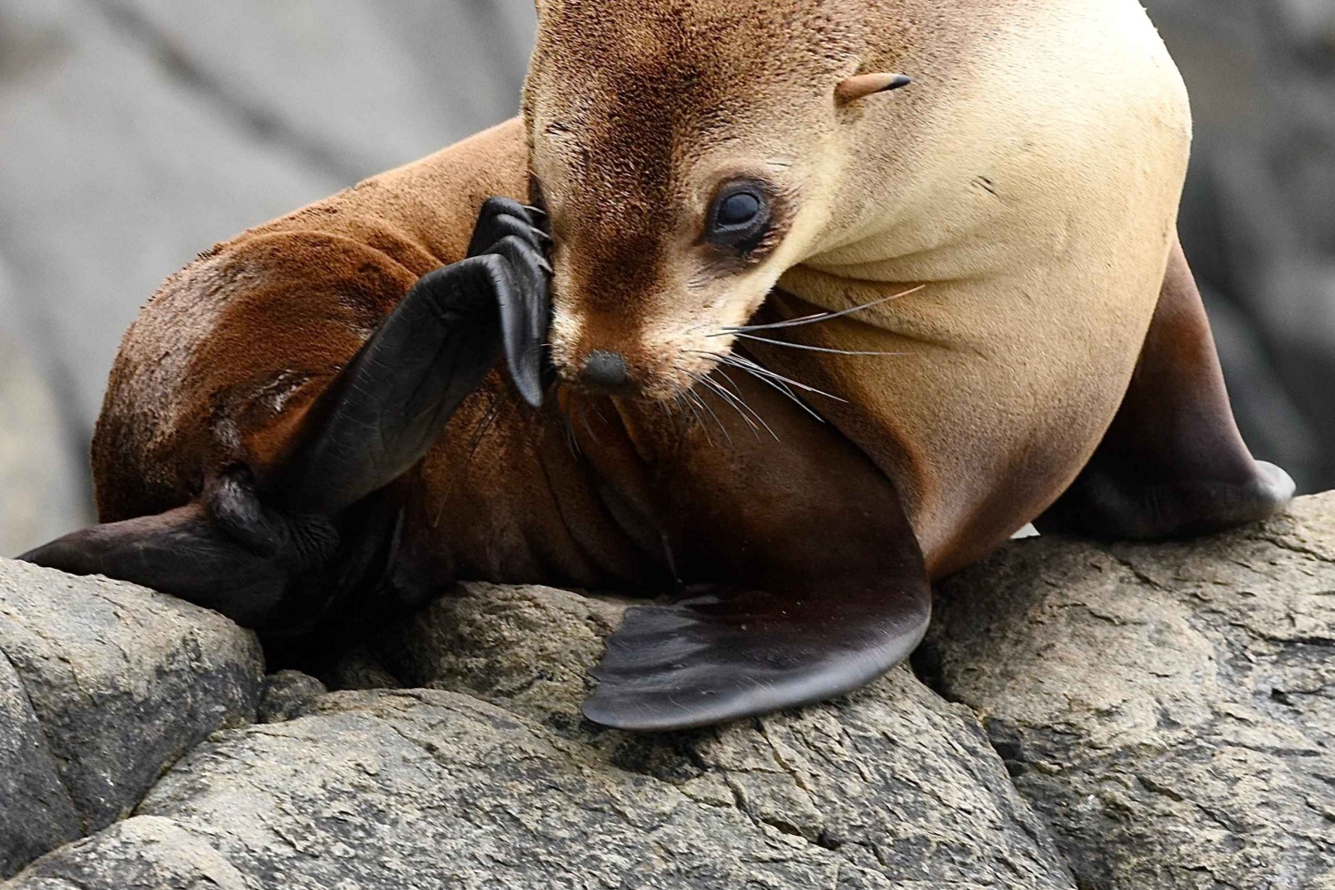 Maria Island 3 hours and 30 mins Scenic Cruise