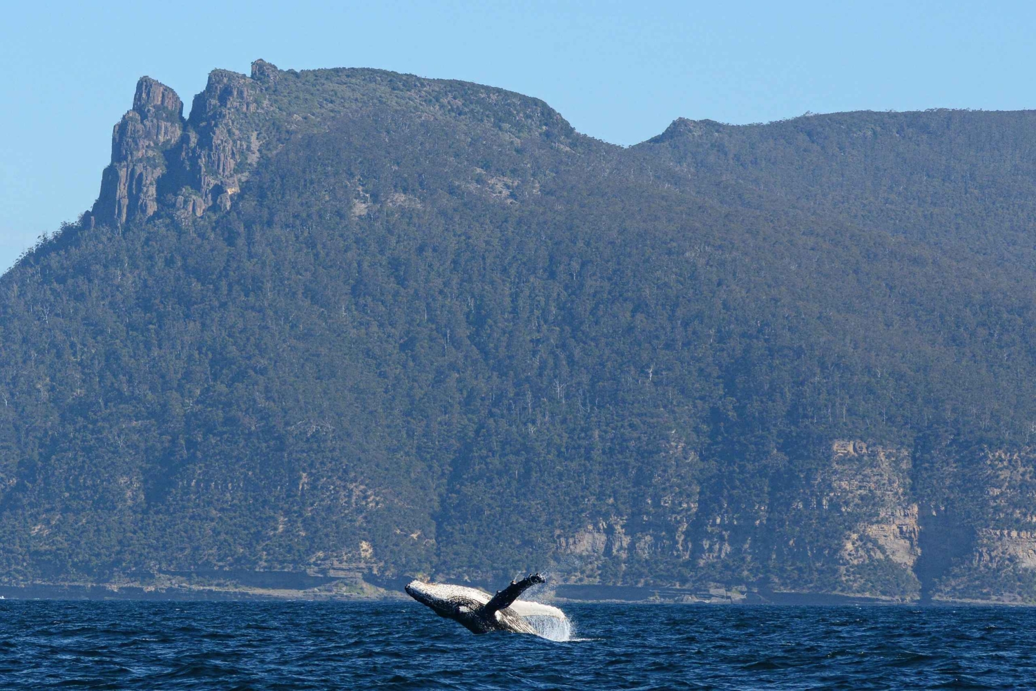 Maria Island 3 hours and 30 mins Scenic Cruise