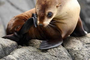 Maria Island 3 hours and 30 mins Scenic Cruise