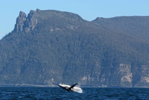 Maria Island 3 hours and 30 mins Scenic Cruise
