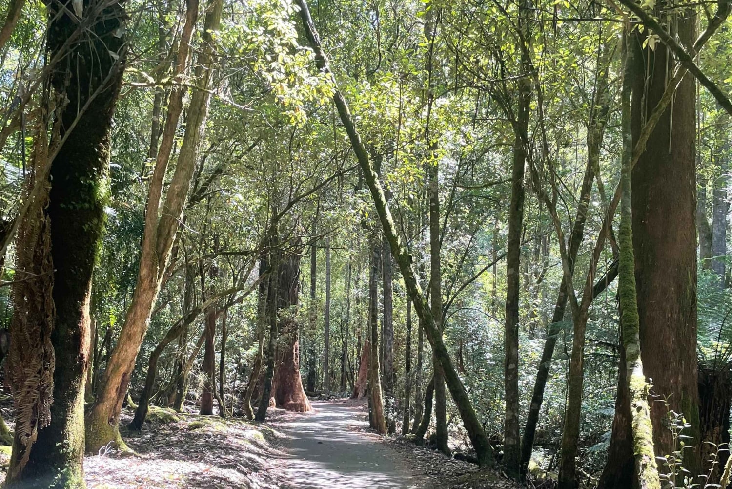 Parc national du Mont Field et chutes Russell (visite privative de 6 heures)