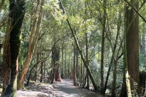 Parc national du Mont Field et chutes Russell (visite privative de 6 heures)