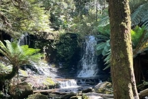 Parc national du Mont Field et chutes Russell (visite privative de 6 heures)