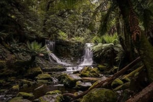 Hobart: Tour di un giorno da Mount Field a MONA