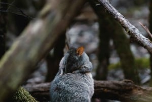 Hobart: Tour di un giorno da Mount Field a MONA