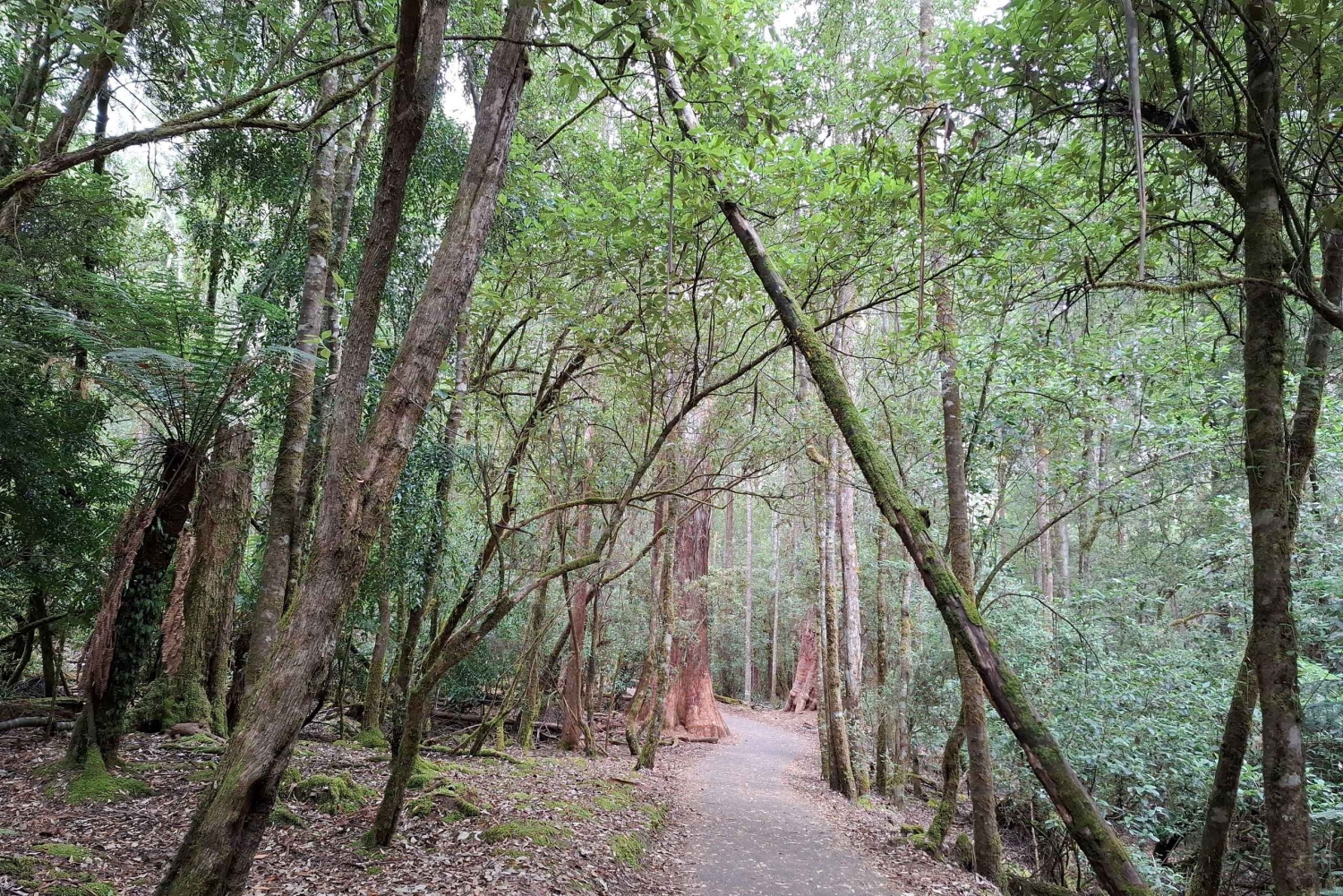 Landausflug zum Mt Field