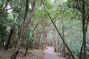 Landausflug zum Mt Field