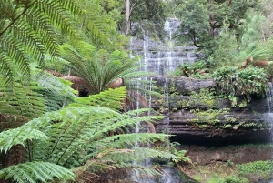 Landausflug zum Mt Field