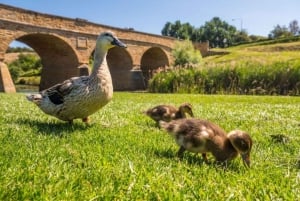 Экскурсия по деревне Ричмонд и посещение долины реки Коул-Ривер (опция)