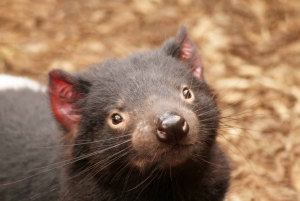 Shore Excursion: Hobart Wanderer