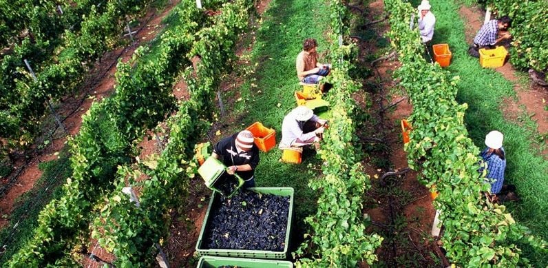 Spring Vale Vineyards