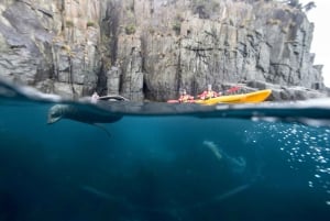 Tasman Peninsula Full-Day Sea Kayak Excursion