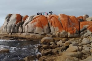 Tasmania: Recorrido de 5 días por los lugares más destacados con Cradle Mountain