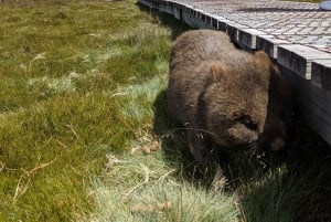 Tasmania: tour di 7 giorni da ovest a est