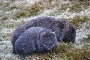 Tasmania: tour di 7 giorni da ovest a est