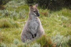 Tasmanien: (Ny rundtur) 6 dagars upptäcktsfärd (Comfort Tour)