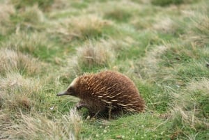 Tasmanien｜Tasman Peninsula Heldagsutflykter från Hobart