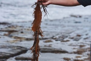 Tasmanien｜Tasman Peninsula Heldagsutflykter från Hobart