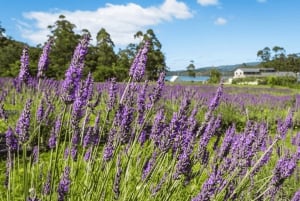 Tasmanien｜Tasman Peninsula Heldagsutflykter från Hobart