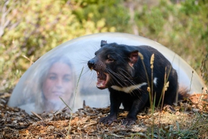 Tasmania: Tasmanian Devil Unzoo Billett for generell adgang