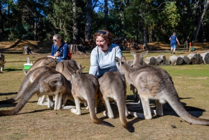 Tasmania: Biglietto d'ingresso generale all'Unzoo del Diavolo della Tasmania