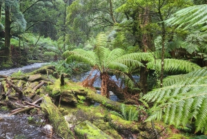 Tasmanië - De ultieme 10-daagse rondreis